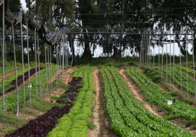 Agricultura sustenabilă: importanța și principiile ei