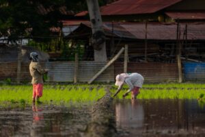 Photo agricultural practices