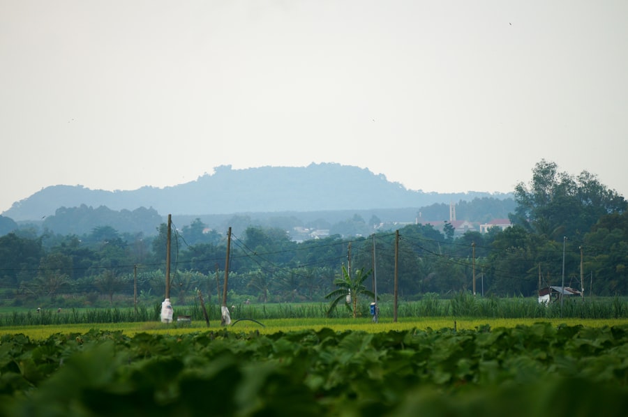 Photo agricultural practices