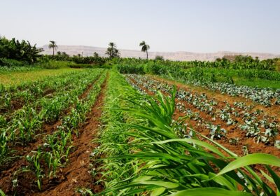 Agricultura ecologică: explicații simple