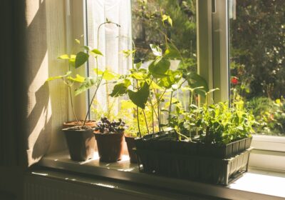 Cum să cultivi legume ecologice acasă