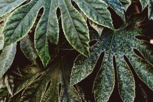 Photo plant diseases