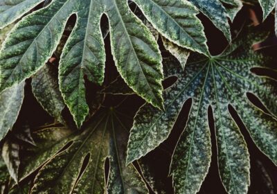 Probleme frecvente ale plantelor agricole