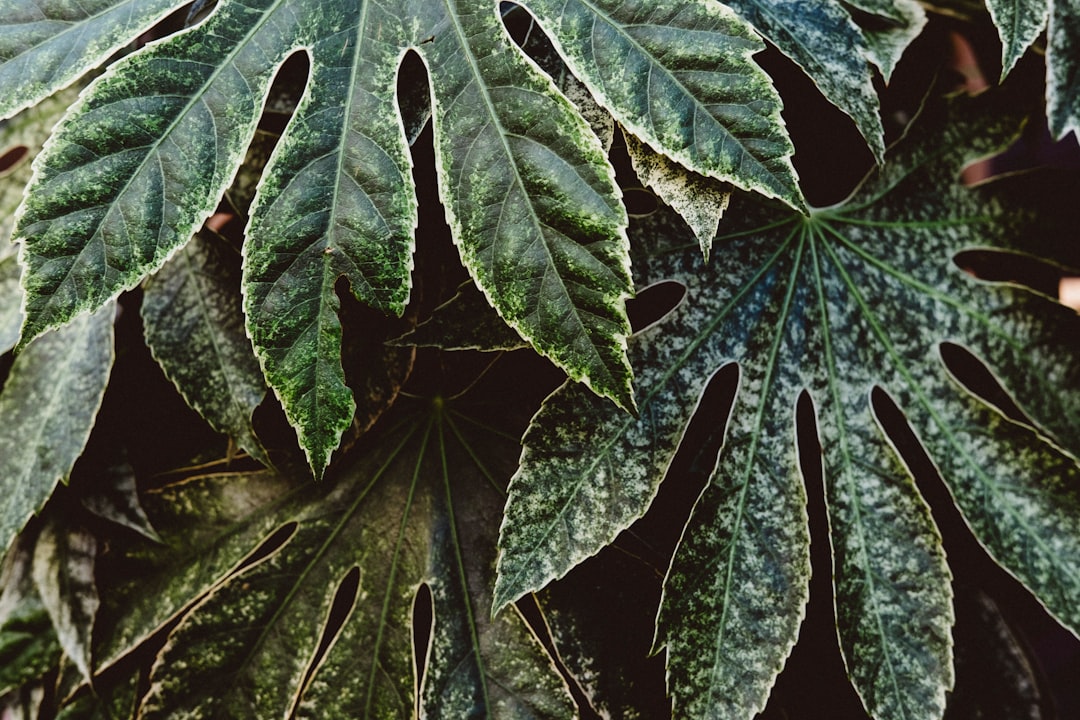 Photo plant diseases