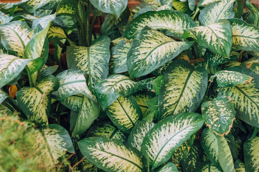 Photo plant diseases