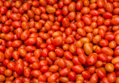 Secretele unei recolte bogate de roșii