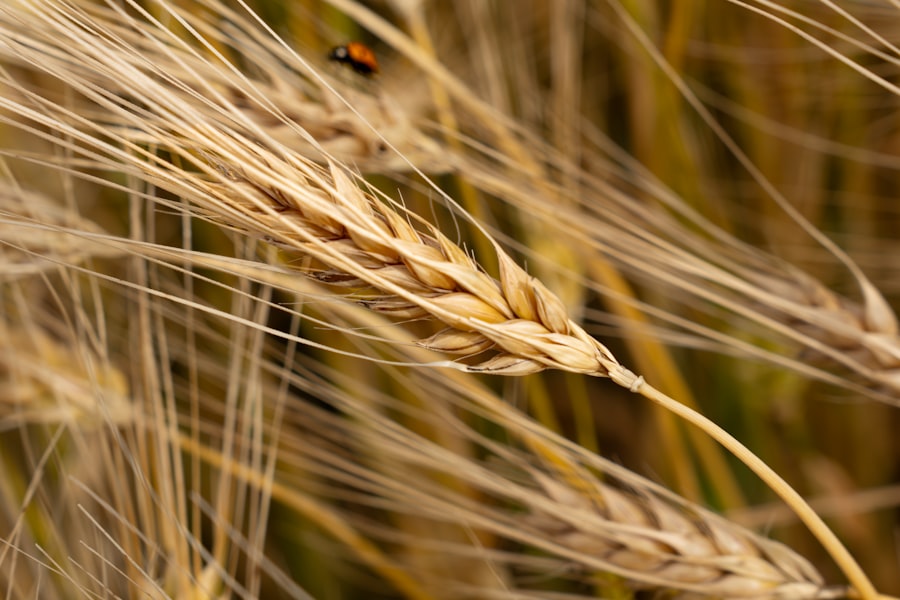 Photo harvest losses