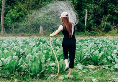 Top 5 metode de irigație eficiente