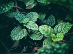 Photo plant disease prevention