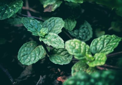 Cum să previi bolile plantelor fără chimicale