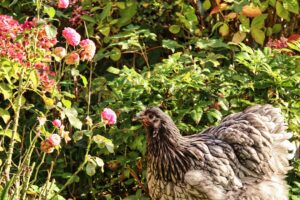 Photo sustainable animal farming