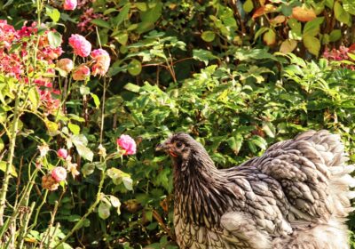 Cum să crești animale în mod sustenabil