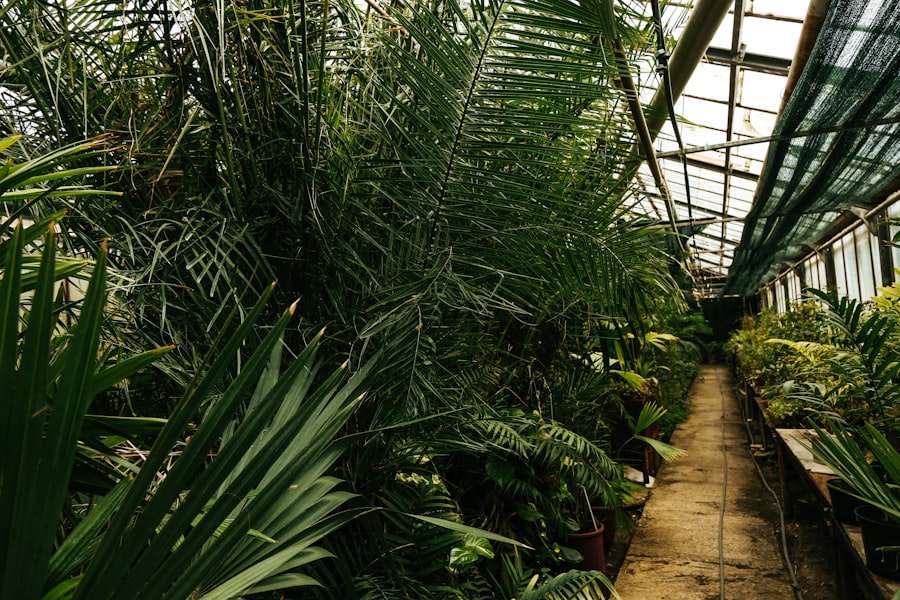 plantele pentru culturi verzi