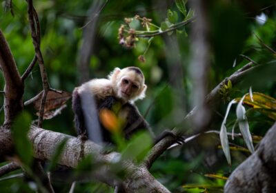 Importanța biodiversității în agricultură: un factor crucial pentru sustenabilitate