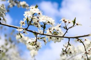 Photo plant fruit trees