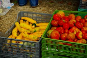 Photo cultivating organic vegetables