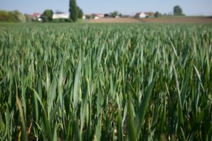 Photo preventing crop losses