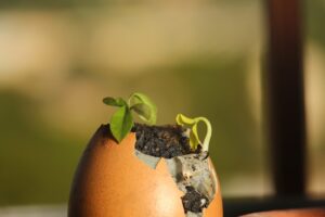 Photo fertilizarea naturală