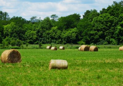 Rolul calendarului agricol în agricultură