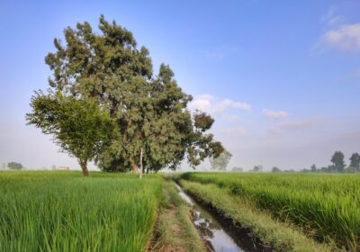 Cum să economisești apă în agricultură