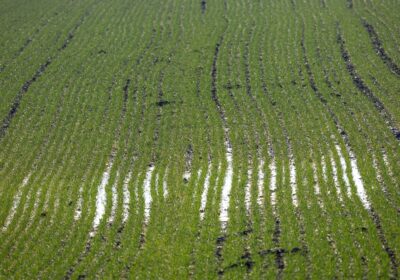 Importanța culturilor verzi în agricultură