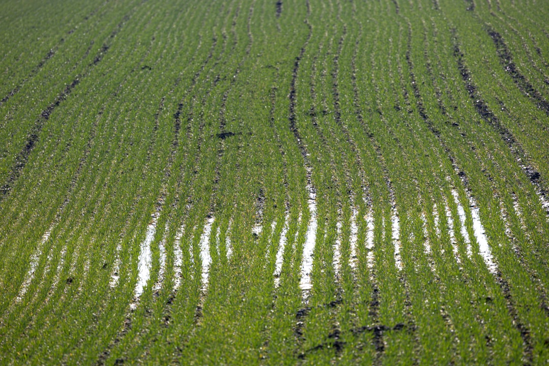 Photo green crops