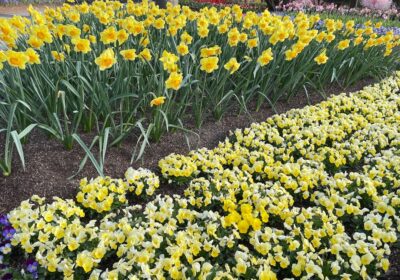 Cum să plantezi flori care atrag polenizatori