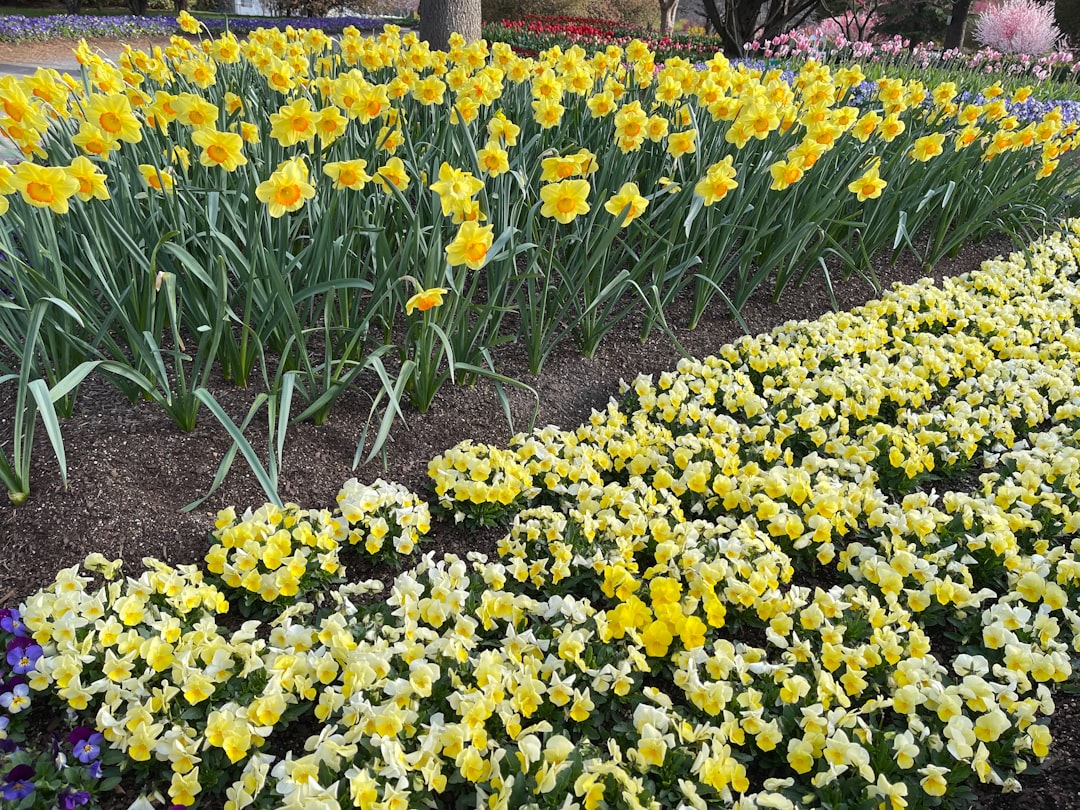 Photo planting flowers