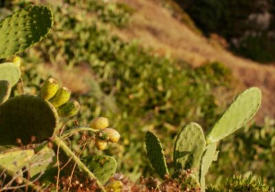 Beneficiile permaculturii pentru ferme