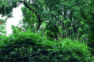 Photo plantele pentru culturi verzi