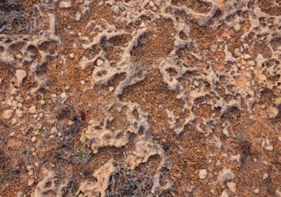 5 plante care protejează solul de eroziune