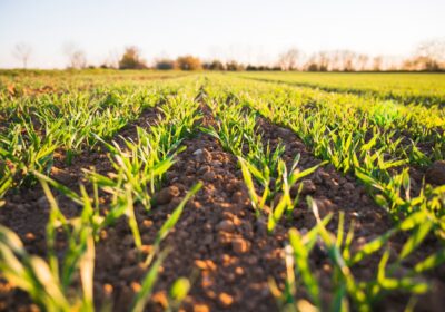 Agricultura vegetală versus zootehnie: o comparație necesară