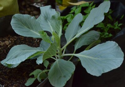 Cum să cultivi legume tot anul