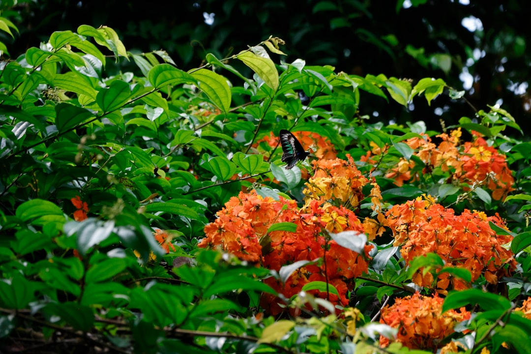 Photo compost production