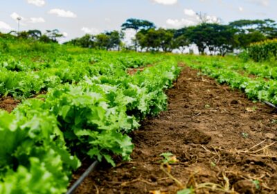 Idei de afaceri agricole durabile