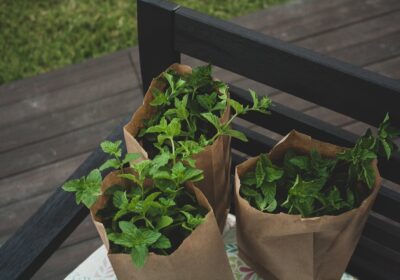 Cum să plantezi ierburi aromatice acasă