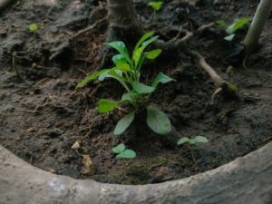 Photo regenerarea solului