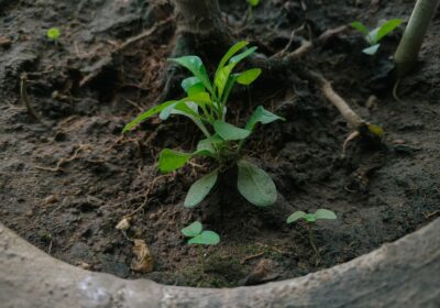 Top plante pentru regenerarea solului