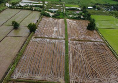 Impactul pH-ului solului asupra culturilor agricole