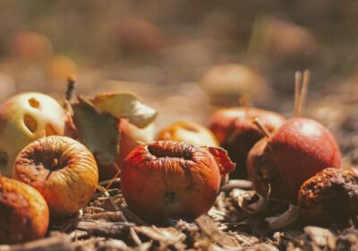 Cum să folosești compostul pentru pământ fertil