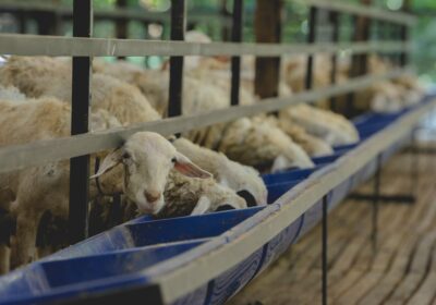 Cum să alegi animalele potrivite pentru ferme mici