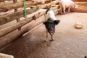 Photo poultry farming