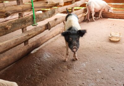 Cum să crești păsări în mod ecologic