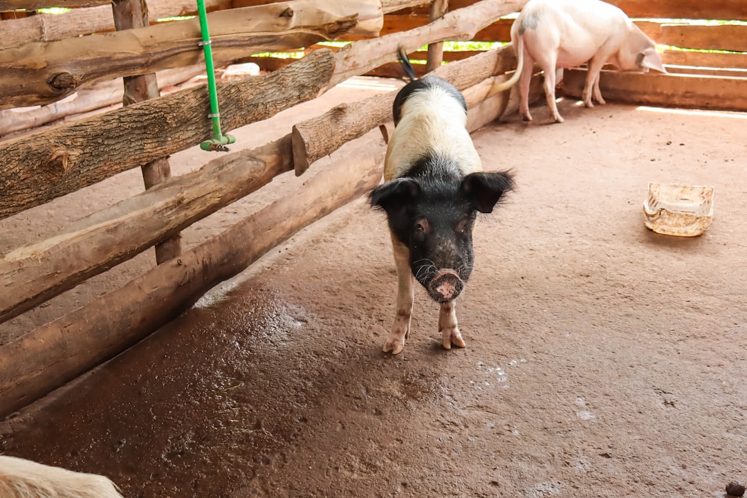 Photo poultry farming