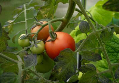 Cum să plantezi legume în spații mici