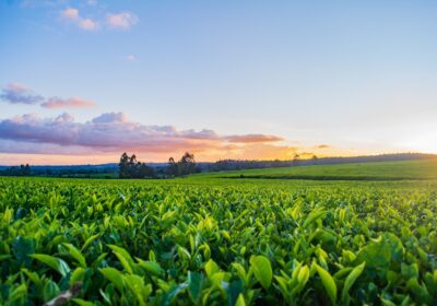 Greșeli economice în agricultură: cum să le eviți
