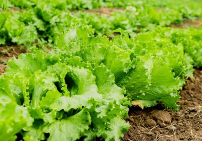 Cum să folosești permacultura pentru grădini urbane