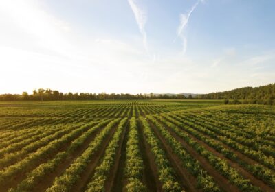 Viitorul agriculturii și noile direcții