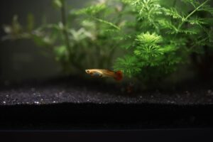 Photo grow fish