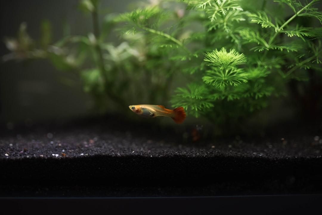 Photo grow fish